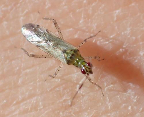 Réf. 298 374 : Dicyphus sp.